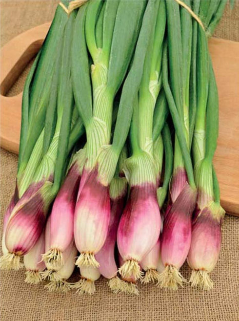 NIKA SEEDS 300 Seeds Vegetable Welsh Onion Red - Seeds