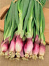 NIKA SEEDS 300 Seeds Vegetable Welsh Onion Red - Seeds