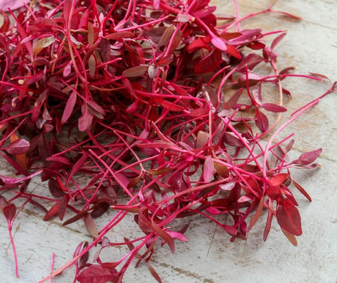 HipGirl Amaranth-1g,1000Seeds Red Amaranth Seeds for Planting.Chinese Spinach Seeds for Planting.Non GMO Seed