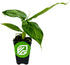 Truly Tiny Banana Live Plant - Musa 'Truly Tiny' by Wellspring Gardens - Petite Beauty, Edible Bananas, Red