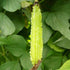 100+ Winged Bean Seeds Four Angled Bean Manila Bean King Shire Winged Bean Dragon Bean Vine Home Gardening Seeds