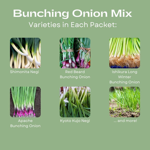 Liliana's Garden Pack 50 Bunching Onion Mix Bunching Onion Seeds Fast-Growing Bunching Onions Red, Long White