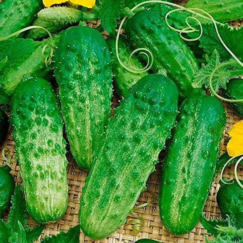 CEMEHA SEEDS F1 Cucumber Indoors Vine Self-pollinated Vegetable Organic Non-GMO