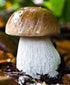 SeedsUP 100+ Porcini Mushrooms Boletus Mycelium Spawn Spores - Mushroom Brown