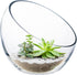 CYS EXCEL Glass Slant Cut Bubble Bowl (H-6" W-7"), Slanted Globe Bowl Terrarium, Round Flower Vase Centerpiece