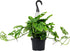 6" Swiss Cheese Plant Monstera Adansonii Live Plant Hanging Basket, Swiss Cheese Monstera Plant Live House Plants