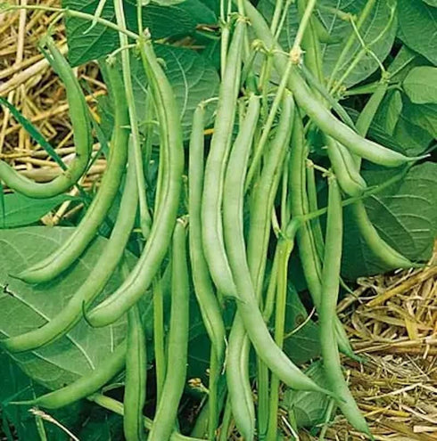 50 Summer Contender Bush Bean Seeds (Phaseolus vulgaris) Non-GMO Heirloom Seeds by Islas Garden Seeds, Early-Maturing