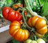 Harley Seeds 30 Costoluto Genovese Pomodoro Tomato Seeds, Heirloom Non-GMO, Low Acid, Indeterminate, Open-Pollinated