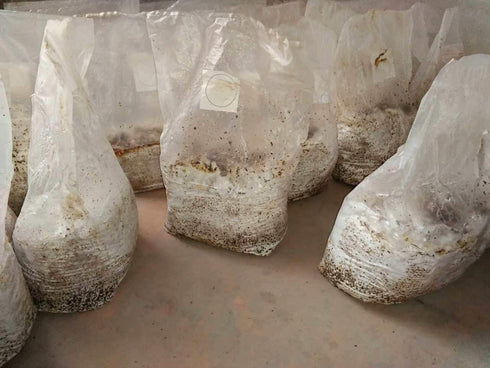 8" 5" 19",0.5 3 Mushroom Bags,Mushroom Grow Bag/Farm-Mushroom Spawn Bags/Sealable Spawn/Myco Bags,Large Size X X Micron