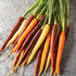 Sunutri Seeds Pack 4 126, Carrot Seeds Variety Heirloom Carrot Varieties: Tendersweet, Danvers Parisian, Rainbow Mix