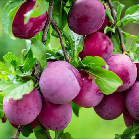 150+ Tropical Beach Plum Fruit Tree Seeds for Planting Outdoor- Non-GMO Heirloom Prunus Maritima Growing Your Own