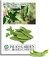 King of The Garden Lima Bean Seeds (Pole Lima, Phaseolus lunatus) 25+
