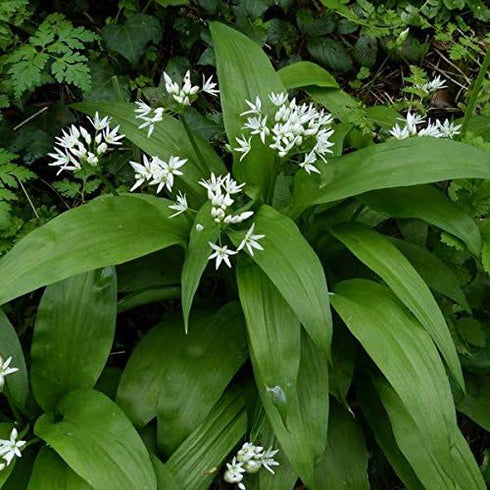 Palm Beach Medicinal Herbs - Bear's Garlic (Alium ursinum) - Packet of