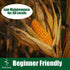 Pack 200 Park Seed Variety of Corn Seeds, Non-GMO Vegetable Seeds for Planting, Easy to Grow, Perfect for Harvesting