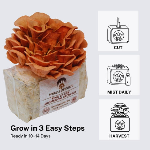 10 Forest Origins Pink Oyster Mushroom Grow Kit, Beginner Friendly & Easy to Use, Grows in Days | Handmade