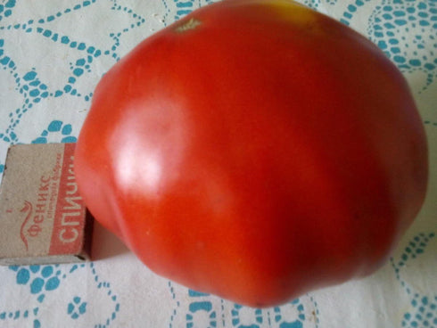 SeedsUA 40 Beefsteak Giant Tomato Russian Hercules Seeds Heirloom Vegetable for Planting Non GMO Seeds