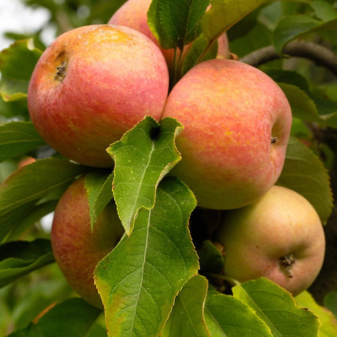 1 Perfect Plants Gala Apple Tree Gallon | Live Fruit Trees for Outdoor Planting | Fresh Apples for Eating, Canning