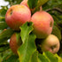 1 Perfect Plants Gala Apple Tree Gallon | Live Fruit Trees for Outdoor Planting | Fresh Apples for Eating, Canning