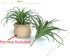 2 PCS Artificial Succulents Plants Unpotted Fake Tillandsia Air Plants for DIY Garden Decor Home Decoration Greenery Set