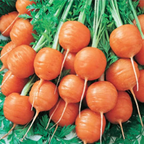 1000+ Count Premium Round Baby Parisian Carrot Seeds - for Gourmet Gardening