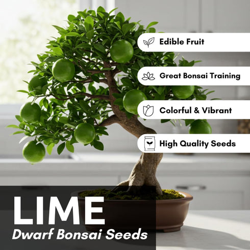20+ Dwarf Lime Tree Seeds Healthy Seeds for Planting and Growing Citrus