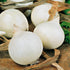 SeedsUA Seeds Onion White Queen Giant Heirloom Vegetable for Planting Non GMO