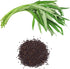 Chickco 600+ 97% Premium Kangkong Seeds - Ong Choy - Rau Muong - Kong Xin CAI Seeds | High Germination | Non-GMO |