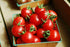 VAACNEE 100 MOCCUROD Seeds Indoor Cherry Tomato Dwarf Red and Yellow Tomato Rare Vegetable Heirloom Seeds