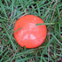 4 Pack Survey Marker - - Low Profile Survey Stakes (Hi-Vis Orange)