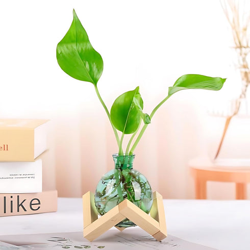 HymoConn Plant Propagation Station Propagation Vases for Plants Glass Terrariums Vases Bulb with