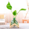HymoConn Plant Propagation Station Propagation Vases for Plants Glass Terrariums Vases Bulb with