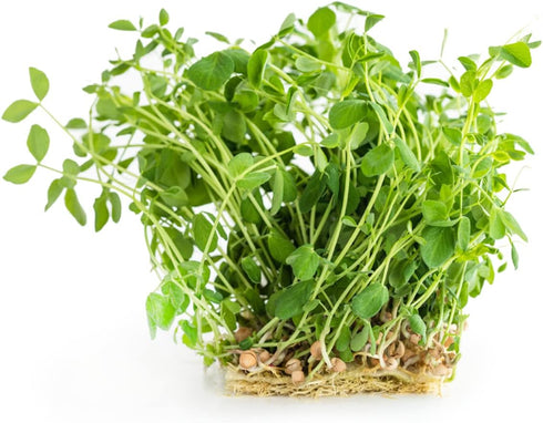Heirloom Green Lentil Seeds - Non-GMO, Chemical-Free (Quarter Pound)