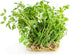 Heirloom Green Lentil Seeds - Non-GMO, Chemical-Free (Quarter Pound)