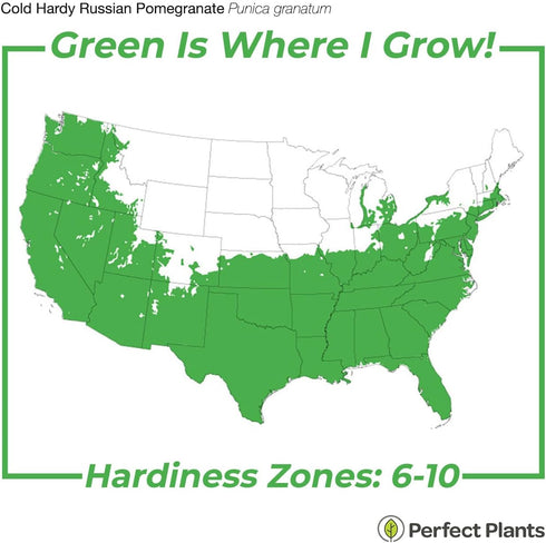 1 Russian Pomegranate in a Gal. Grower's Pot | Cold Hardy Drought Tolerant | Yields Large Delicious Fruit | Real Dwarf