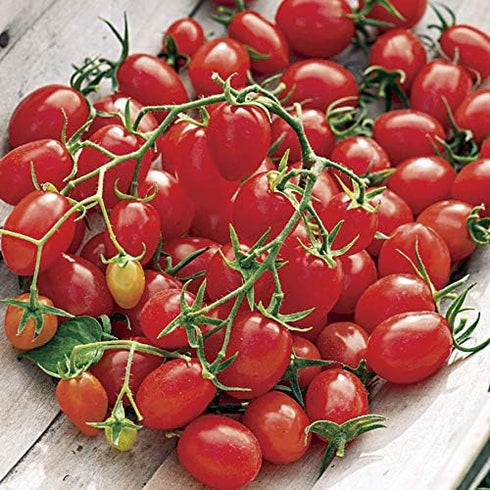 (2) 4"-8" 4 Inch Clovers Garden Candyland Tomato Plants- Two Live Plants Non-GMO - Not Seeds Each Tall in Pots