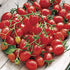 (2) 4"-8" 4 Inch Clovers Garden Candyland Tomato Plants- Two Live Plants Non-GMO - Not Seeds Each Tall in Pots