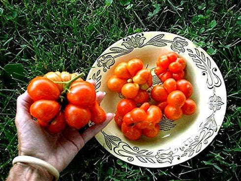 Reisetomate 20 Tomato Travel Voyage Seeds for Planting About Seeds