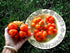 Reisetomate 20 Tomato Travel Voyage Seeds for Planting About Seeds