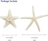 Jangostor 12 PCS Mixed Starfish - 2-6 Inch Natural Seashells for Wedding Decor, Beach Theme Party, DIY Crafts