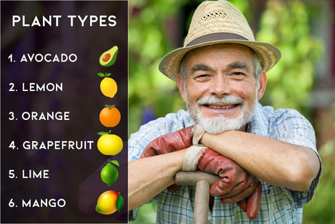 6-4-6 (3 Avocado Citrus Tree Plant Food for Outdoor/Indoor Gardening | Quick-Release Nitrogen Fertilizer | Orange
