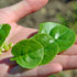 93% Gaea's Blessing Seeds - Malabar Spinach Seeds - Non-GMO Seeds with Easy to Follow Planting Instructions - Heirloom