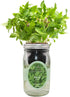 Hydroponic Herb Growing Kit, Self-Watering Mason Jar Herb Garden Starter Kit Indoor,