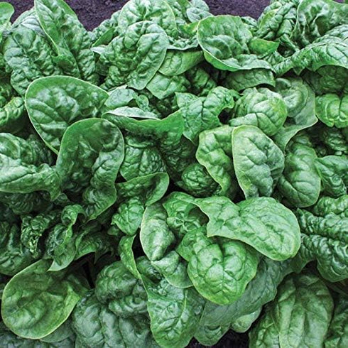 (3.0g) F-1 91% Pack 2 Gaea's Blessing Seeds - Spinach Seeds - with Easy to Follow Instructions Avon Hybrid Non-GMO Open