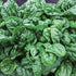 (3.0g) F-1 91% Pack 2 Gaea's Blessing Seeds - Spinach Seeds - with Easy to Follow Instructions Avon Hybrid Non-GMO Open
