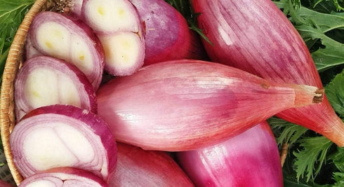 SeedsUA Seeds Red Shallot Onion Heirloom Vegetable for Planting Non GMO