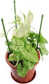 Orgrimmar 17.7" Balcony(Pack 2) Vine Trellis Support Flowers Plants Cage Triple Plastic Pillar with Iron Rings Vine