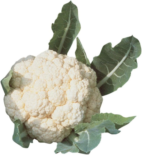 Burpee Snowball Self-Blanching Cauliflower Seeds 100 seeds