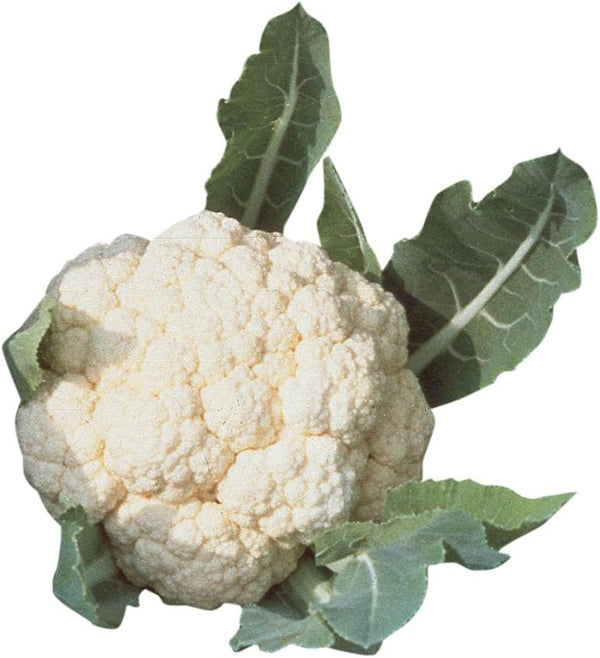 Burpee Snowball Self-Blanching Cauliflower Seeds 100 seeds