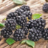 200+ BlackBerry Seeds for Planting - Non-GMO Seeds - Organic BlackBerry Seeds to Plant for Garden Outdoor