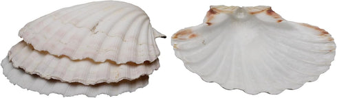 Natural Baking Shells, 3.75-Inches, Set of 4